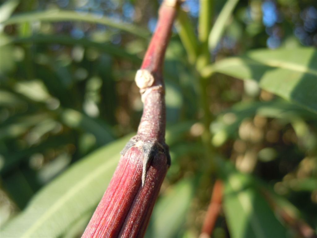 Nerium oleander / Oleandro